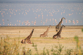 Wide open spaces, Tanzania, Timeless Africa Safaris HD wallpaper