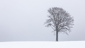 Landscape, Nature, Snow, Wood, Tree, Fog, Lonely, Alone HD wallpaper