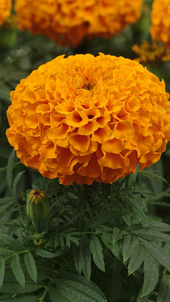 Marigold, Adorable HD phone wallpaper