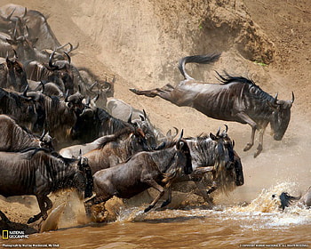 influx, cows community, cows invade the river, cows HD wallpaper