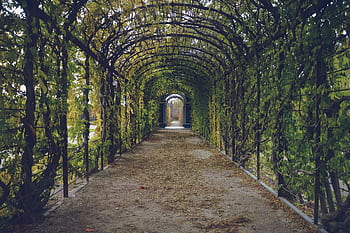 Explore a serene pathway enveloped by lush green foliage creating a natural tunnel effect. HD wallpaper