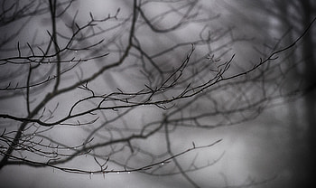 Nature, Drops, Branches, Bw, Chb HD wallpaper