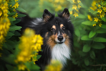shetland sheepdog HD wallpaper