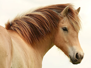 Animals, Mane, Horse, Beige, Stallion HD wallpaper