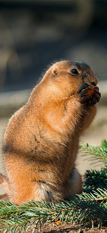 Best gopher , quality, Cute gopher , Playful designs HD phone wallpaper