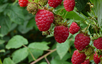 Sensational raspberry, Juicy and ripe, Bursting with flavor, Vibrant and tangy HD wallpaper