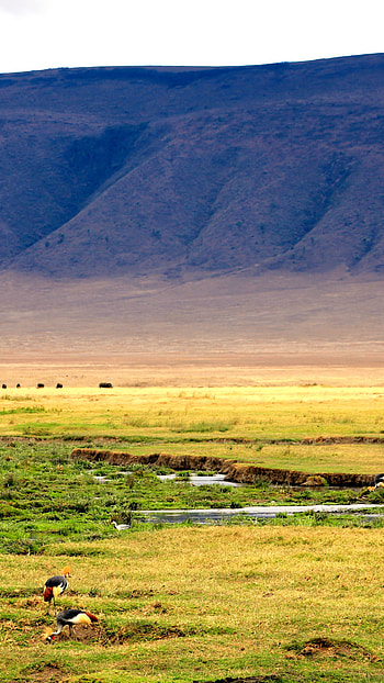 High quality, Ngorongoro Crater , Full , , Mobile, Tablet HD phone wallpaper