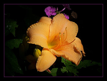 Yellow flower, flowers, yellow HD wallpaper