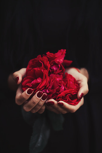 Miscellanea, Miscellaneous, Rose Flower, Rose, Petals, Hands, Manicure HD phone wallpaper