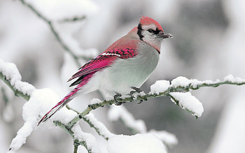 Nature winter bird, Snow branch HD wallpaper