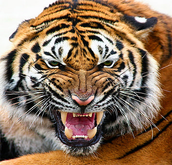 Face of fury, white, black, tiger, attack, striped, angry, cat, orange HD wallpaper