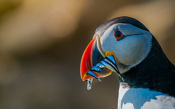Puffin, animal, food, bird HD wallpaper