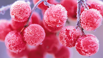 Cherry Fruits Macro Food Frost Pink Red HD wallpaper