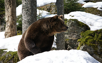 Animals, Winter, Snow, Forest, Bear HD wallpaper
