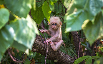 Macaque, animal, monkey, primate HD wallpaper