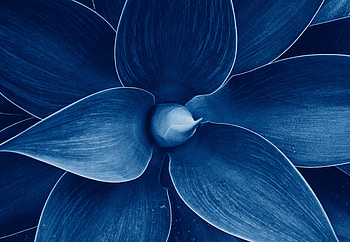 Macro Flower, nature, Macro, graphy, flower HD wallpaper