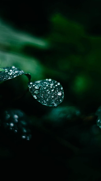 Realme, Green Leaf, nature HD phone wallpaper