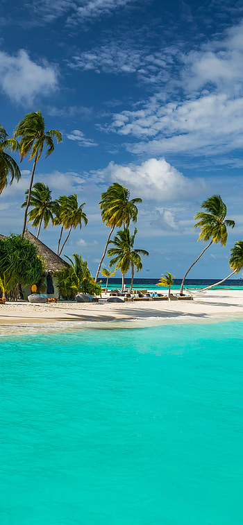 Maldives, palm tree, sea, sky, resort, graphy, tropical HD phone wallpaper