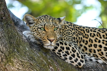 Closeup of a leopard resting on a tree branch in the wild. HD wallpaper