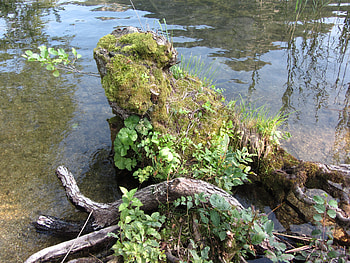 Rotten Root, root, rotten, mirror, lake HD wallpaper