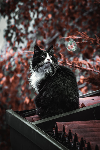 Animals, Cat, Fluffy, Pet, Roof, Bubble HD phone wallpaper