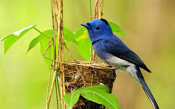 Animals, Bird, Branches, Color, Nest HD wallpaper