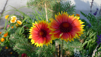 Twin flowers, colorful, blossoms, garden, twin buds, flowers HD wallpaper