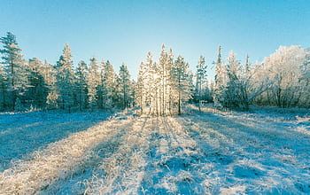 Sunlight filters through frosty trees in a tranquil winter landscape. HD wallpaper