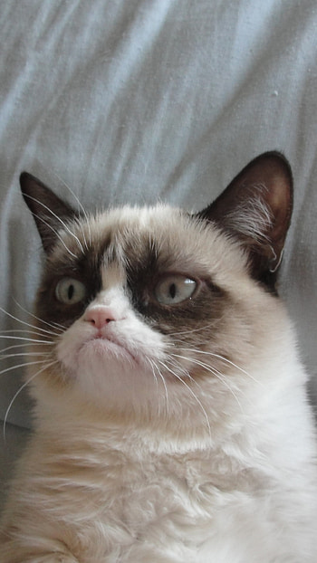 Grumpy Cat 6 Plus ... HD phone wallpaper
