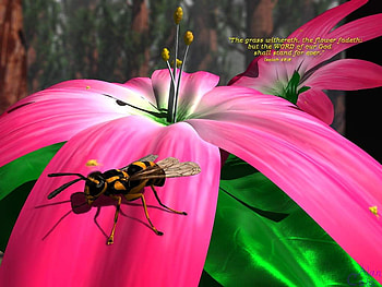 Flower, pink flower, nature, pink flower, nature, flower with insect, flower HD wallpaper