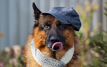 Animals, Dog, Muzzle, Protruding Tongue, Tongue Stuck Out, Scarf HD wallpaper