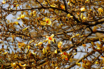 GOLDEN GLORY, golden, branches, sky, flowers HD wallpaper