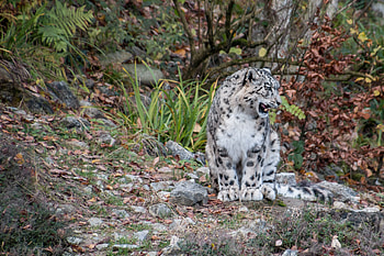 Animals, Snow Leopard, Grin, Predator, Irbis HD wallpaper