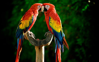 Animals, Parrots, Feather, Couple, Pair, Colourful, Colorful HD wallpaper