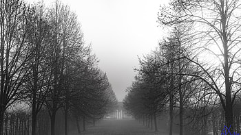 Black And White Of Trees Path Park With Fog Under White Sky Nature HD wallpaper