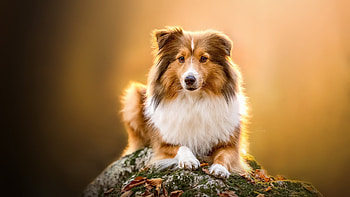 Shetland Sheepdog, animal, dog, sheepdog, shetland HD wallpaper