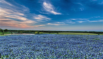 Blue Texas, texas, sky, bluebonnets, field HD wallpaper