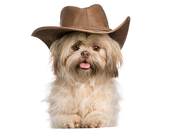 Thanks for my new hat!!!!!, animal, dog, puppy, cute, hat HD wallpaper