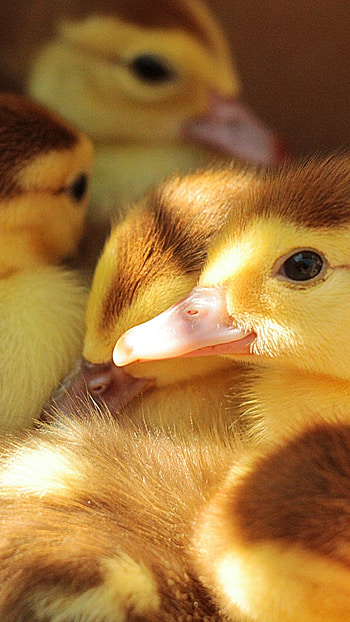 Animal duck, Wild creature, Feathered friend, Nature graphy HD phone wallpaper