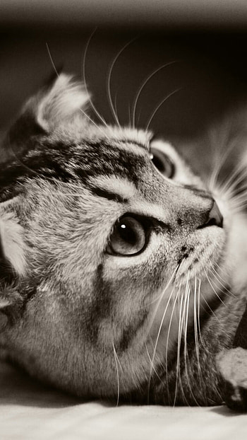 Cute Cat, Black And White, playing, cat HD phone wallpaper