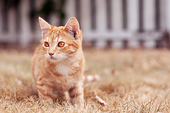 Animals, Cat, Kitty, Kitten, Muzzle, Sight, Opinion HD wallpaper