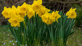 Daffodils, garden, plants, spring, blossoms HD wallpaper