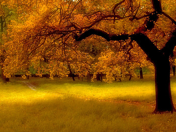 Autumn, colors, nature, orange, forest HD wallpaper