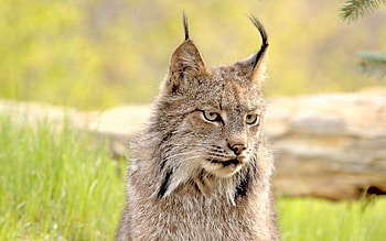 Animals, Grass, Iris, Muzzle, Sight, Opinion HD wallpaper