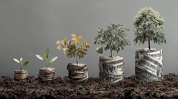 Investing Growth — Money Trees, money, investment, coin, plant HD wallpaper