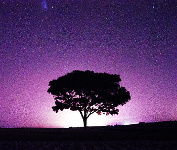 Starry night, tree, nature, silhouette, landscape HD wallpaper