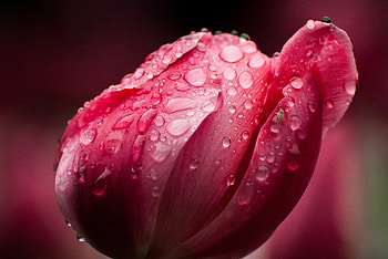 Tulip, close up, rain drops HD wallpaper