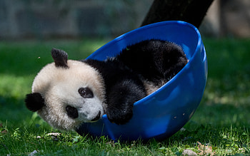 Panda, animal, bowl, bear HD wallpaper