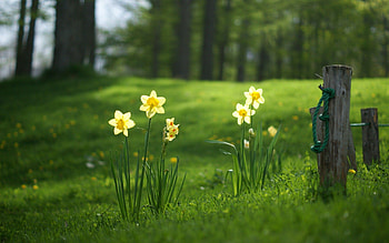 Wild Daffodils, Daffodils HD wallpaper