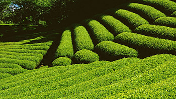 grass, nature, green HD wallpaper
